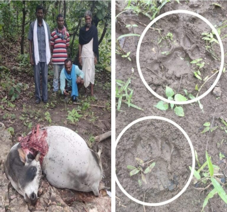 चैतुरगढ़ के जंगल में लंबे समय से हिंसक जानवर का विचरण, मवेशियों को बना रहा शिकार, वनांचल में बसे लोगों में दहशत व्याप्त, बाघ अथवा तेंदुए की जताई जा रही संभावना… चैतुरगढ़ के जंगल में लंबे समय से हिंसक जानवर का विचरण, मवेशियों को बना रहा शिकार, वनांचल में बसे लोगों में दहशत व्याप्त, बाघ अथवा तेंदुए की जताई जा रही संभावना…
