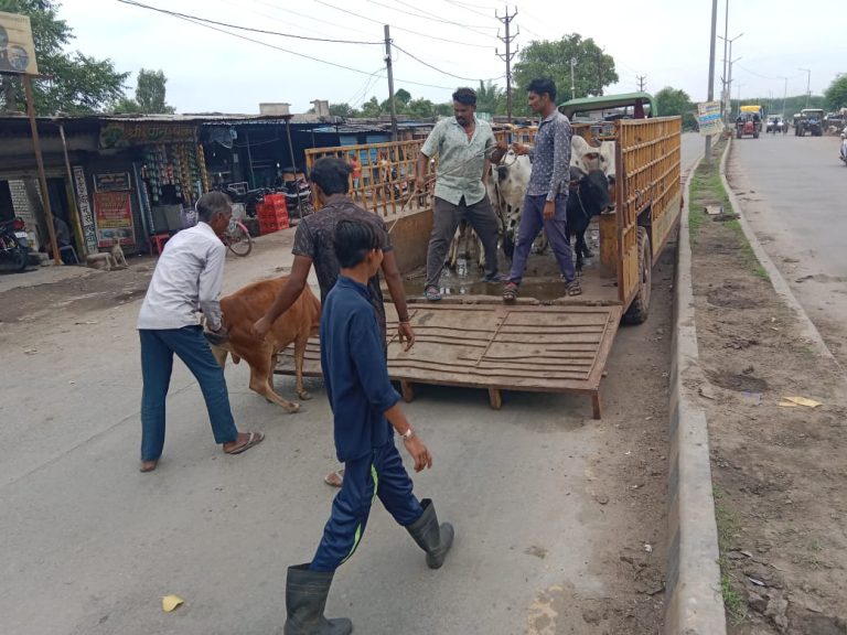 सड़कों से आवारा पशुओं को हटाने की कार्यवाही जारी…नियमित मॉनिटरिंग के लिए टीम गठित… सड़कों से आवारा पशुओं को हटाने की कार्यवाही जारी…नियमित मॉनिटरिंग के लिए टीम गठित…